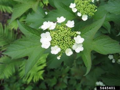 highbush cranberry, Viburnum opulus ssp. trilobum (Dipsacales: Caprifoliaceae) - 5445401