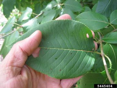 nannyberry, Viburnum lentago  (Dipsacales: Caprifoliaceae) - 5445404