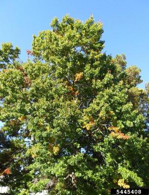 scarlet oak, Quercus coccinea  (Fagales: Fagaceae) - 5445408