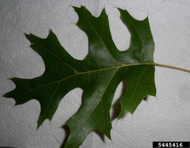 scarlet oak, Quercus coccinea  (Fagales: Fagaceae) - 5445416