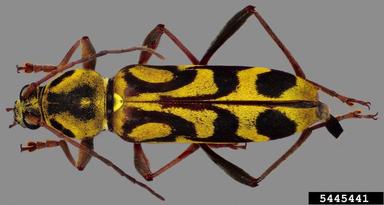 bamboo borer, Chlorophorus annularis  (Coleoptera: Cerambycidae) - 5445441