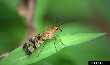 scorpion fly, Panorpa helena  (Mecoptera: Panorpidae) - 5445466