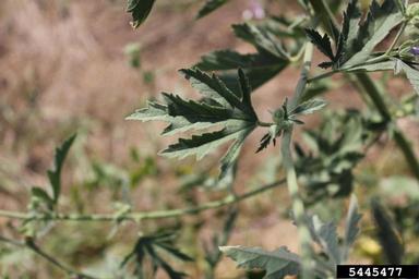Russian mallow , Althaea armeniaca  (Malvales: Malvaceae) - 5445477