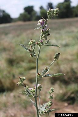 Russian mallow , Althaea armeniaca  (Malvales: Malvaceae) - 5445479