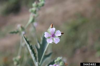 Russian mallow , Althaea armeniaca  (Malvales: Malvaceae) - 5445482