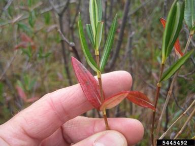 bog laurel, Kalmia polifolia  (Ericales: Ericaceae) - 5445492