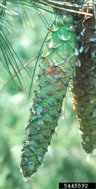 lodgepole cone moth (Eucosma rescissoriana ) on western white pine (Pinus monticola ) - 5445592