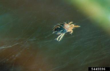 spruce spider mite, Oligonychus ununguis  (Acari: Tetranychidae) - 5445596