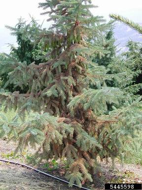 spruce spider mite (Oligonychus ununguis ) on white spruce (Picea glauca ) - 5445598