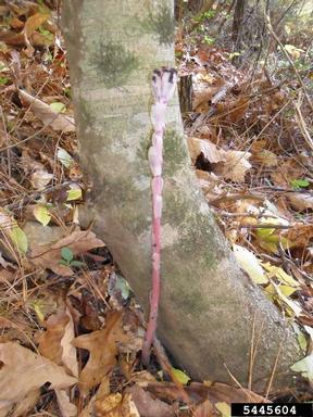 pinesap, Monotropa hypopithys  (Ericales: Monotropaceae) - 5445604