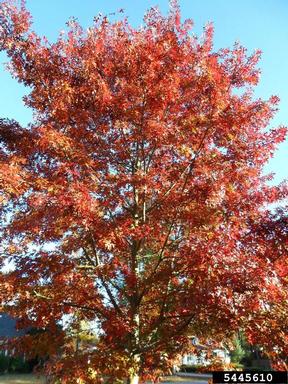 pin oak, Quercus palustris  (Fagales: Fagaceae) - 5445610