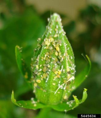 cotton aphid (Aphis gossypii ) on hibiscus (Hibiscus spp. ) - 5445634