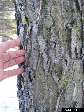 common hackberry, Celtis occidentalis  (Urticales: Ulmaceae) - 5445648