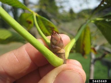 yellow buckeye, Aesculus flava  (Sapindales: Hippocastanaceae) - 5445649