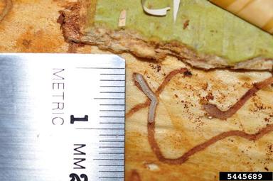 bronze birch borer (Agrilus anxius ) on paper birch (Betula papyrifera ) - 5445689