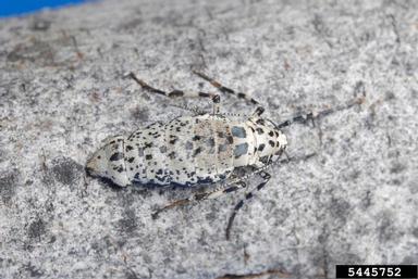 linden looper, Erannis tiliaria  (Lepidoptera: Geometridae) - 5445752