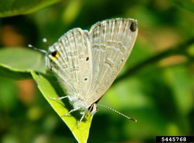 Bean butterfly (Lampides boeticus ) on pigeon pea (Cajanus cajan ) - 5445768