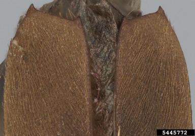 redheaded ash borer, Neoclytus acuminatus  (Coleoptera: Cerambycidae) - 5445772