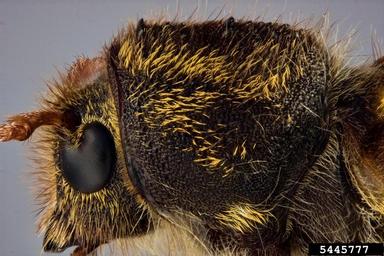 western ash borer, Neoclytus conjunctus  (Coleoptera: Cerambycidae) - 5445777