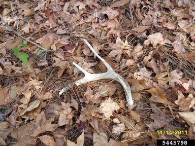 white-tailed deer, Odocoileus virginianus  (Artiodactyla: Cervidae) - 5445798