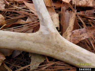 white-tailed deer, Odocoileus virginianus  (Artiodactyla: Cervidae) - 5445802