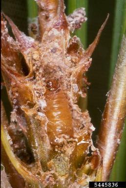 Nantucket pine tip moth (Rhyacionia frustrana ) on loblolly pine (Pinus taeda ) - 5445836