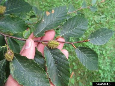 American beech, Fagus grandifolia  (Fagales: Fagaceae) - 5445845