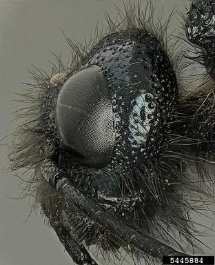 Sirex woodwasp, Sirex areolatus  (Hymenoptera: Siricidae) - 5445884