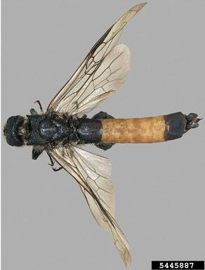 Sirex woodwasp, Sirex areolatus  (Hymenoptera: Siricidae) - 5445887