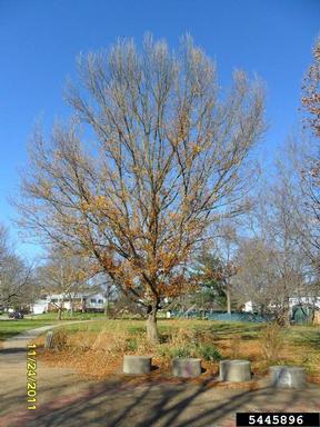 sawtooth oak, Quercus acutissima  (Fagales: Fagaceae) - 5445896
