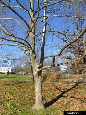 American sycamore, Platanus occidentalis  (Hamamelidales: Platanaceae) - 5445905