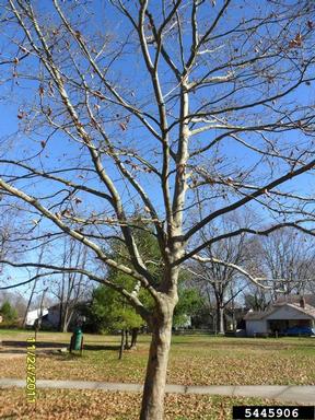 American sycamore, Platanus occidentalis  (Hamamelidales: Platanaceae) - 5445906