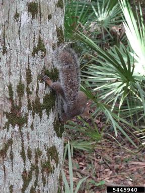 eastern gray squirrel, Sciurus carolinensis  (Rodentia: Sciuridae) - 5445940