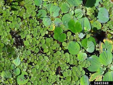 waterlettuce, Pistia stratiotes  (Arales: Araceae) - 5445948