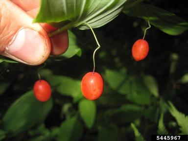 claspleaf twistedstalk, Streptopus amplexifolius  (Liliales: Liliaceae) - 5445967