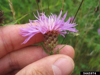 spotted knapweed, Centaurea stoebe  (Asterales: Asteraceae) - 5445974