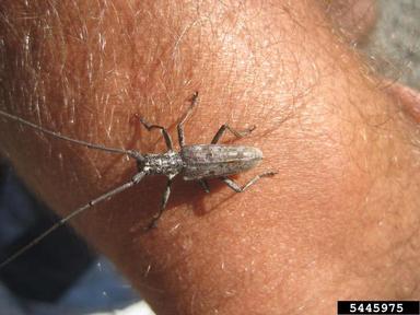 northeastern sawyer, Monochamus notatus  (Coleoptera: Cerambycidae) - 5445975
