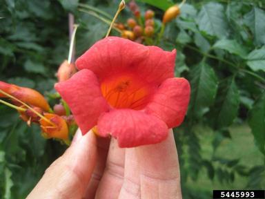 trumpetcreeper, Campsis radicans  (Scrophulariales: Bignoniaceae) - 5445993