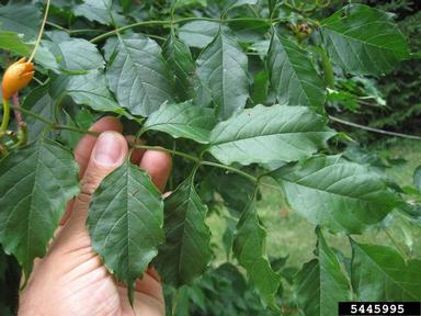 trumpetcreeper, Campsis radicans  (Scrophulariales: Bignoniaceae) - 5445995