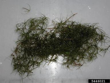 brittleleaf naiad, Najas minor  (Najadales: Najadaceae) - 5446021