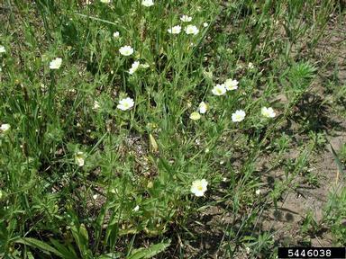 sulfur cinquefoil, Potentilla recta  (Rosales: Rosaceae) - 5446038