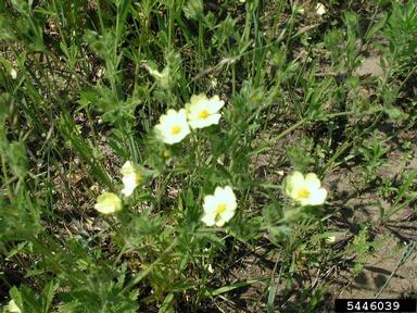 sulfur cinquefoil, Potentilla recta  (Rosales: Rosaceae) - 5446039