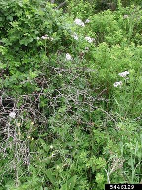 common valerian, Valeriana officinalis  (Dipsacales: Valerianaceae) - 5446129