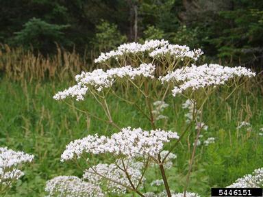common valerian, Valeriana officinalis  (Dipsacales: Valerianaceae) - 5446151