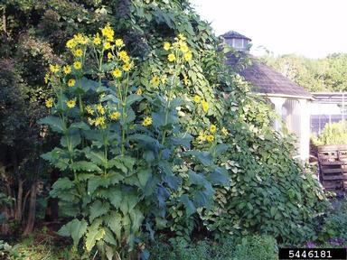cup rosinweed, Silphium perfoliatum  (Asterales: Asteraceae) - 5446181