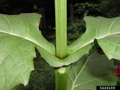 cup rosinweed, Silphium perfoliatum  (Asterales: Asteraceae) - 5446189
