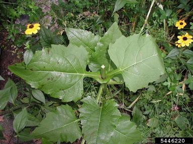 cup rosinweed, Silphium perfoliatum  (Asterales: Asteraceae) - 5446220