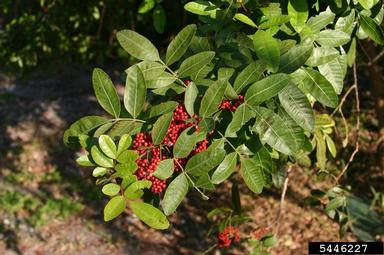 Brazilian peppertree, Schinus terebinthifolius  (Sapindales: Anacardiaceae) - 5446227