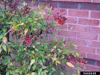 sacred bamboo, Nandina domestica  (Ranunculales: Berberidaceae) - 5446248