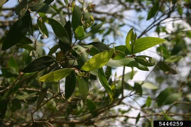 melaleuca, Melaleuca quinquenervia  (Myrtales: Myrtaceae) - 5446259